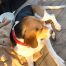 {petName}, a Black, White Beagle Dog