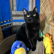 Merlin, a Black American Shorthair Cat